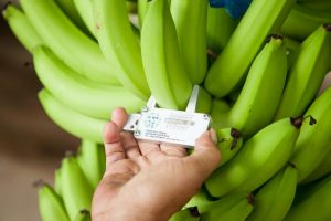 Δέσμευση βιωσιμότητας από την Chiquita
