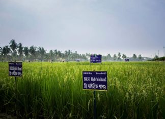 Η Alibaba στηρίζει την παραγωγή υβριδικού ρυζιού